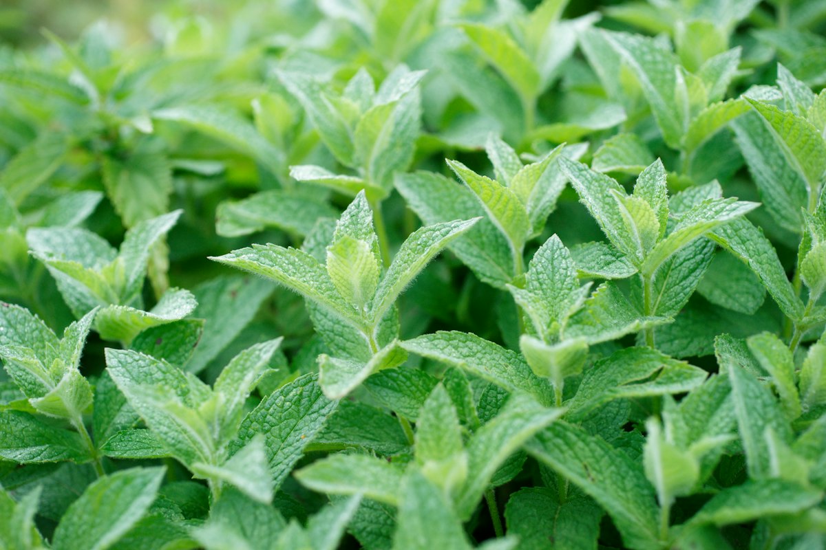 Fresh thyme leaves and flowers